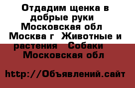 Отдадим щенка в добрые руки - Московская обл., Москва г. Животные и растения » Собаки   . Московская обл.